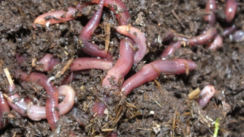 Фермата за калифорнийски червеи оправда средствата многократно