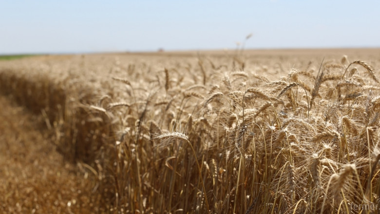 Русалов: Качеството на пшеницата тази година е много високо 