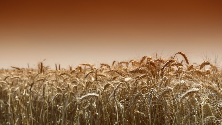 ЕС повиши прогнозата за реколтата от пшеница 