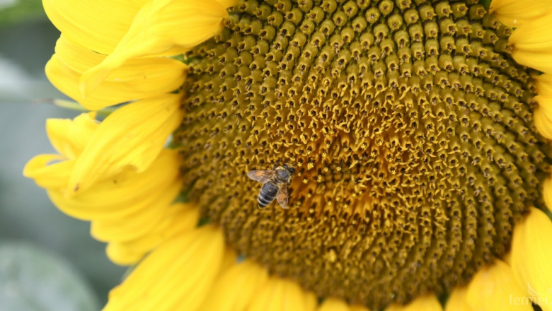 Нов вид пестицид, безопасен за пчелите