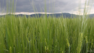 Над ¼ от площите с тритикале са реколтирани  - Agri.bg