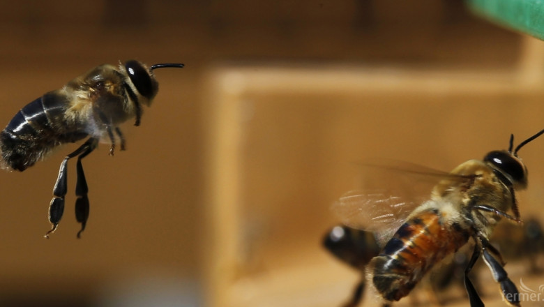 Пристрастяват ли се пчелите към неоникотиноидите