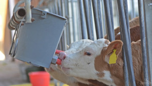 Изборът на млекозаместител определя нивото на развитие на телетата - Agri.bg