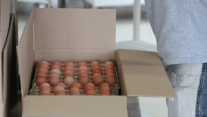 На какви цени се търгуват яйцата - Agri.bg