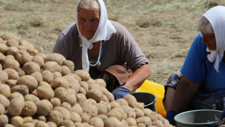 Сериозно се увеличиха площите с картофи в ЕС 