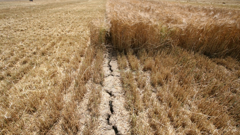 Сушата опустошава реколтата в Европа