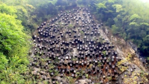 Стотици кошери висят на стръмна скала, за да спасяват диви пчели - Agri.bg
