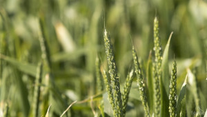Древни сортове пшеница, устойчиви на засушаване - Agri.bg