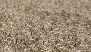 USDA: Световното производство на пшеница ще достигне 739,53 млн. тона  - Agri.bg