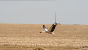 Как Израел успя да направи от пустиня селско стопанство - Agri.bg