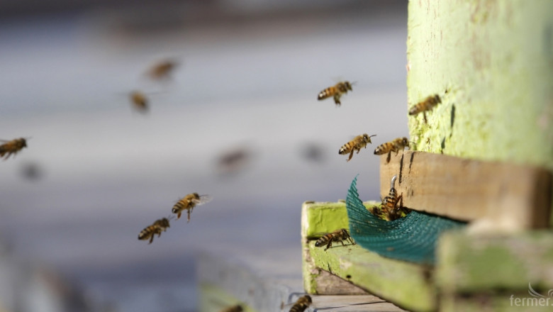 Кошери по австралийски модел - акцент на Празника на пчеларите