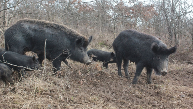 Източнобалканската свиня от А до Я