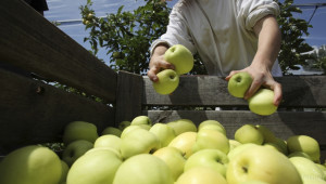 ЕК задели още 70 млн. евро за производителите на плодове  - Agri.bg