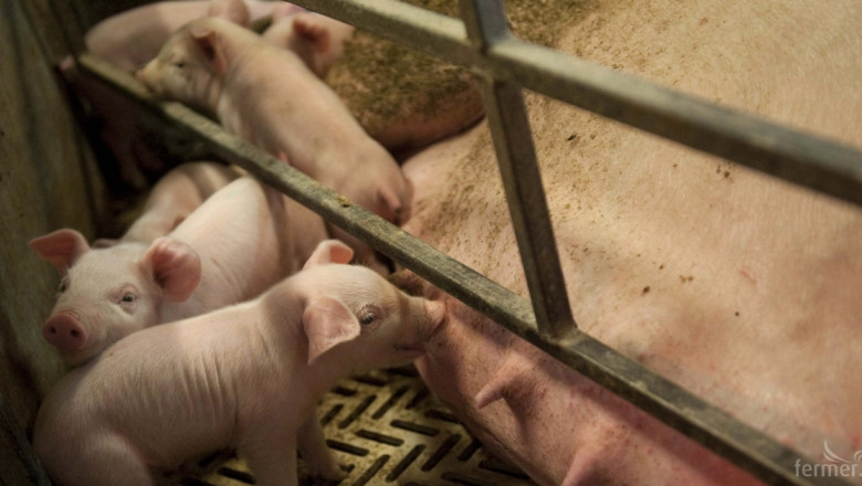 Нова вентилация за свинеферми подобрява качеството на въздуха