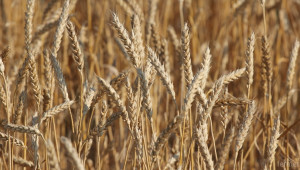 До момента фермерите са прибрали 624 хил. тона пшеница - Agri.bg