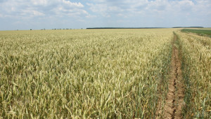 Понижиха оценката за очакваните добиви на пшеница  - Agri.bg