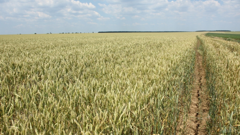 Понижиха оценката за очакваните добиви на пшеница 