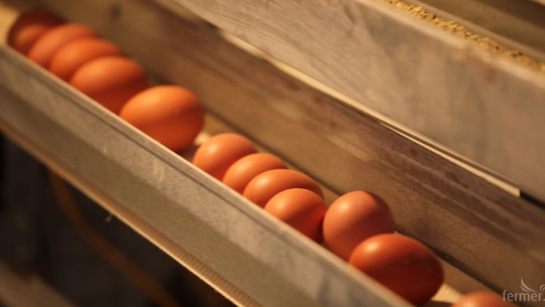 11 процента ръст в производството на яйца 