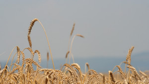 Учени: Време е да се отглежда пшеница за конкретен продукт - Agri.bg