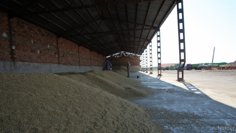 Износът на пшеница се активизира 