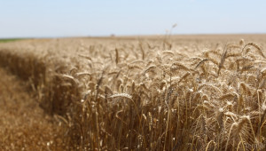 Агрометеорология: Добри условия  за жътва на ечемик и пшеница  - Agri.bg