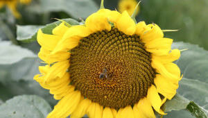 Какво съдържа пчелният прашец - Agri.bg