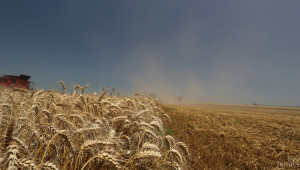 Запасите от пшеница възлизат на 273 413 тона  - Agri.bg