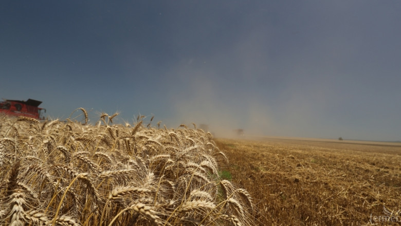 Запасите от пшеница възлизат на 273 413 тона 