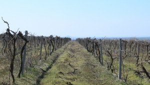 Рязък спад в производството на вино - Agri.bg