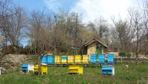 Приложение решава проблема с пчелите и пръскането - Agri.bg