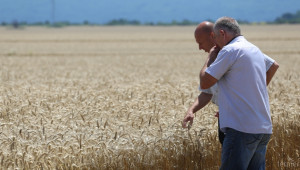 Рязък скок на износа ни на пшеница и рапица - Agri.bg