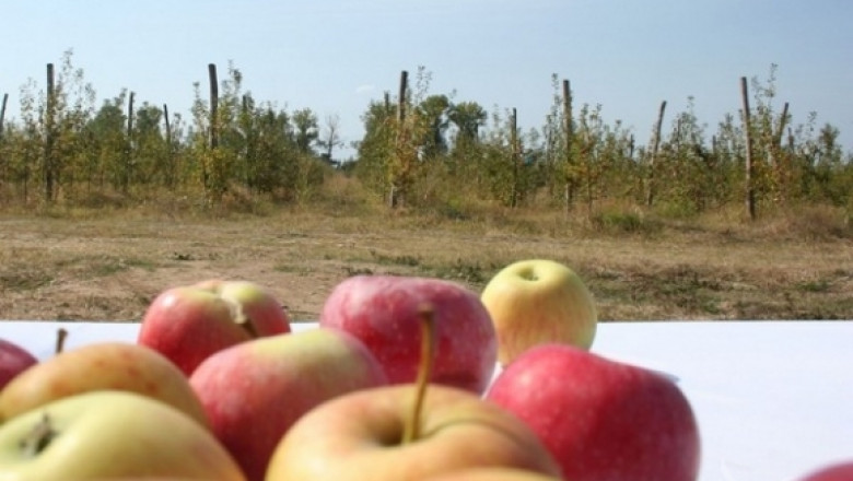 Къде е България като износител на ябълки?