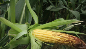 Китайски фермери отглеждат ГМО царевица нелегално