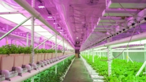 Ферма отглежда зеленчуци със 100% възобновяема енергия  - Agri.bg