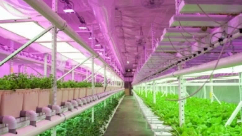Ферма отглежда зеленчуци със 100% възобновяема енергия 