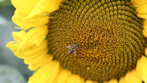 Инсектицид спира развитието на пчелите-майки - Agri.bg