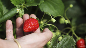 Фермери събират ягоди до час преди пристигането на клиента  - Agri.bg