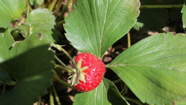 Отглеждат ли се ягодоплодни в Западните Родопи?