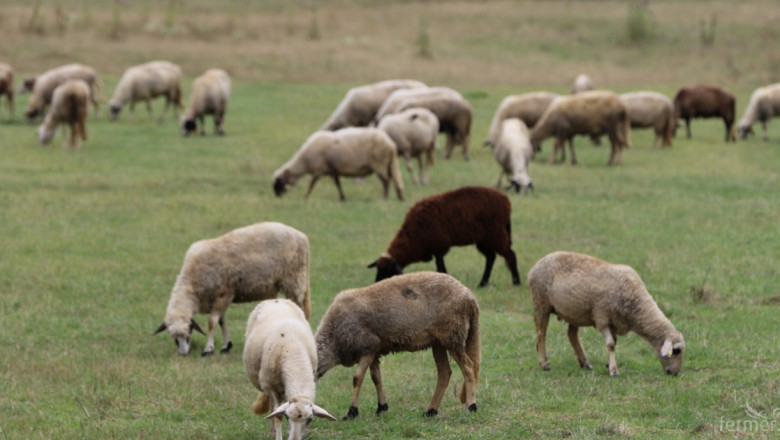 Китайският апетит за овче месо продължава да расте 