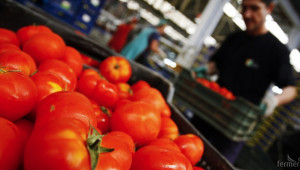 Най-големите износители на домати през 2016 г.  - Agri.bg