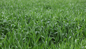USDA: Реколтата от пшеница ще достигне над 737 млн. тона - Agri.bg
