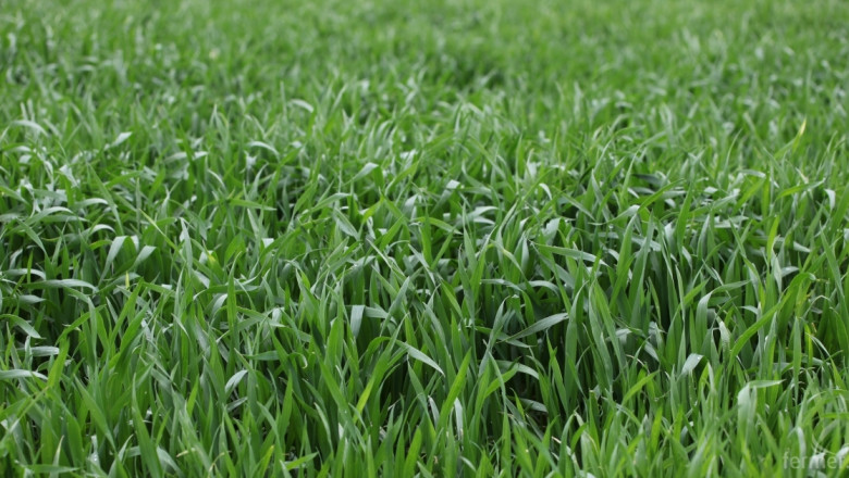 USDA: Реколтата от пшеница ще достигне над 737 млн. тона