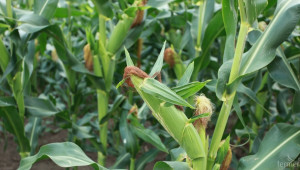 САЩ очакват по-добра реколта от царевица - Agri.bg