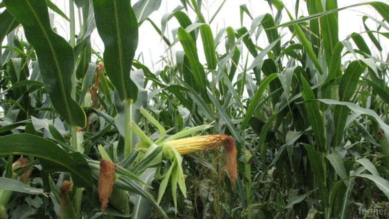 Програма оптимизира азотното подхранване на царевицата 