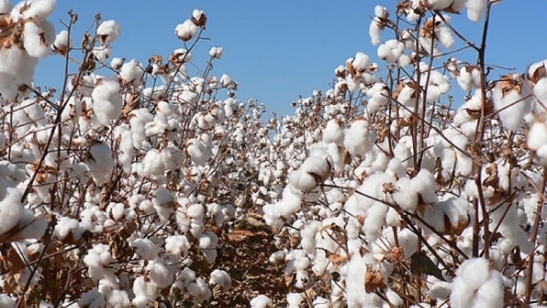 Очертава се свръхпредлагане на памук на световния пазар 