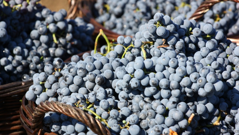 147 лозаро-винарски стопанства участват по мярката за конверсия на лозя