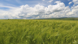 Площите за реколтиране с ечемик са с 20% по-малко тази година  - Agri.bg