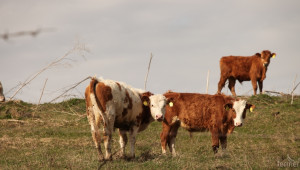 САЩ и Китай остават най-големите вносители на говеждо месо в ЕС - Agri.bg