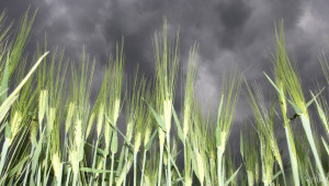 ЕС понижи прогнозата за реколтата от зърно - Agri.bg