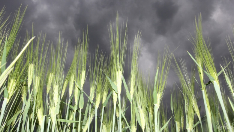 ЕС понижи прогнозата за реколтата от зърно